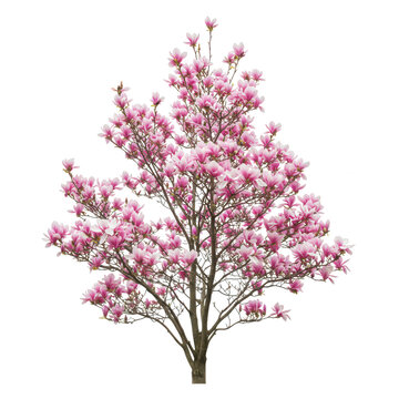 Pink magnolia tree in full bloom isolated on transparent background
