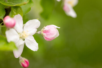 Blooming apple tree flowers in spring garden with soft green background and copy space