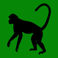 Fototapeta premium A side-view vector Silhouette of a monkey walking on all fours with a long curved tail green background