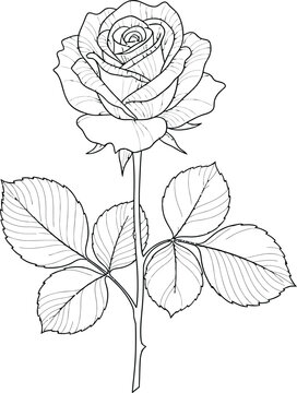 "Elegant line-art rose with stem and leaves &ndash; minimalist botanical illustration isolated on transparent background, Vector"
 https://chatgpt.com/c/697fa6e8-d570-8321-b9a6-74e56d4d1f56#:~:text=Elegant%