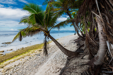 Tropical ocean beach with leaning coconut palm tree