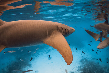 Nurse shark swims close up underwater in blue sea