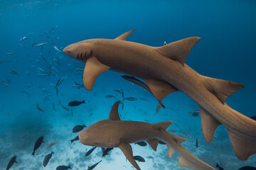 Nurse sharks swimming underwater in blue ocean.