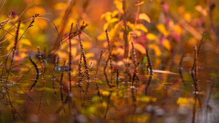 Autumn colors  © zimmo2000