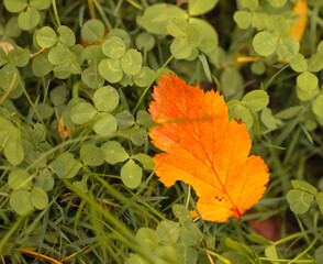 Autumn colors  © zimmo2000