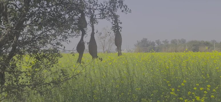 Several intricate Baya Weaver bird nests hanging from tree branches overlooking a vibrant yellow mustard field in full bloom during the sunny spring season