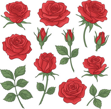 Collection of hand drawn red roses with blooming flower heads long stems rosebuds and green leaves in vintage line art style isolated