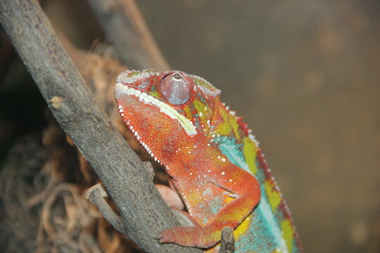 A Panther chameleon at a local zoo