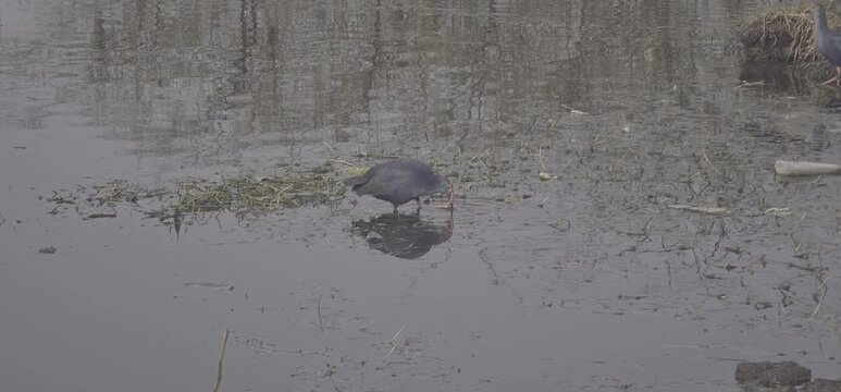 Water Birds in Natural Wetland Habitat