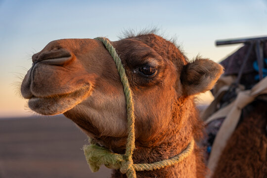 Urlaub in Marokko, in der Sahara, W&uuml;ste Erg Chebbi bei Erfoud: Faszinierende D&uuml;nenlandschaft mit Kamelen, Dromedaren beim Sonnenaufgang im Gegenlicht