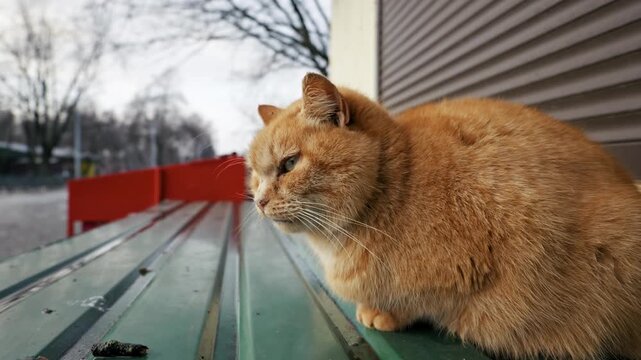 Large orange tabby cat with a grumpy face sits on a green corrugated metal roof. The background shows a blurry street scene on a cold, overcast day.