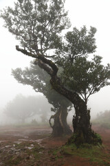 Madera Las Fanal stare drzewa wawrzynu we mgle na wysokim płaskowyżu © KoLesfot
