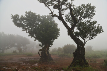 Madera Las Fanal stare drzewa wawrzynu we mgle na wysokim płaskowyżu © KoLesfot