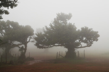 Madera Las Fanal stare drzewa wawrzynu we mgle na wysokim płaskowyżu © KoLesfot