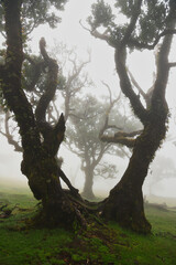Madera Las Fanal stare drzewa wawrzynu we mgle na wysokim płaskowyżu © KoLesfot