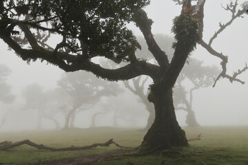 Madera Las Fanal stare drzewa wawrzynu we mgle na wysokim płaskowyżu © KoLesfot