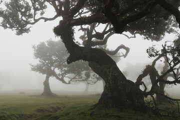 Madera Las Fanal stare drzewa wawrzynu we mgle na wysokim płaskowyżu © KoLesfot