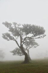 Madera Las Fanal stare drzewa wawrzynu we mgle na wysokim płaskowyżu © KoLesfot
