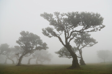 Madera Las Fanal stare drzewa wawrzynu we mgle na wysokim płaskowyżu
