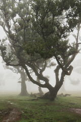 Madera Las Fanal stare drzewa wawrzynu we mgle na wysokim płaskowyżu © KoLesfot
