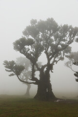 Madera Las Fanal stare drzewa wawrzynu we mgle na wysokim płaskowyżu © KoLesfot