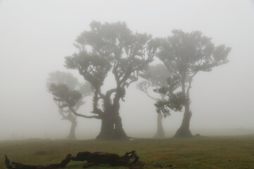 Madera Las Fanal stare drzewa wawrzynu we mgle na wysokim płaskowyżu © KoLesfot