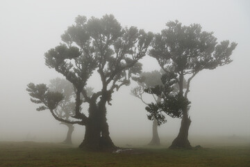 Madera Las Fanal stare drzewa wawrzynu we mgle na wysokim płaskowyżu © KoLesfot