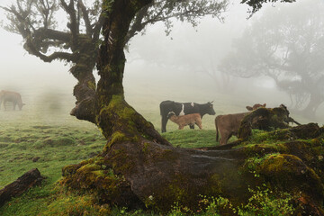 Madera Las Fanal stare drzewa wawrzynu we mgle na wysokim płaskowyżu © KoLesfot