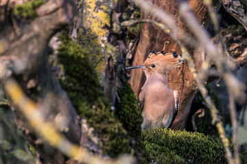 Hoopoes (Upupa epops) © Tomas Pikturna