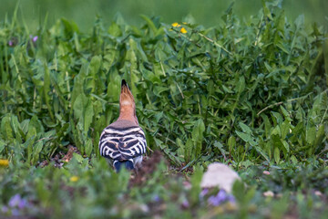 Hoopoes (Upupa epops) © Tomas Pikturna