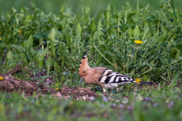 Hoopoes (Upupa epops) © Tomas Pikturna