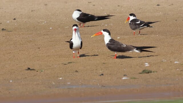 Indian Skimmer (Rynchops albicollis) at Chambal River in northern India.