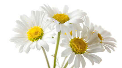 Fototapeta premium Chamomile Daisy Bouquet Illuminated by Sunlight