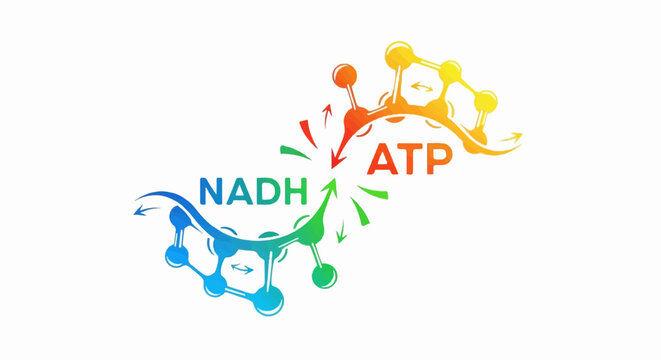 Molecular energy transfer NADH to ATP conversion