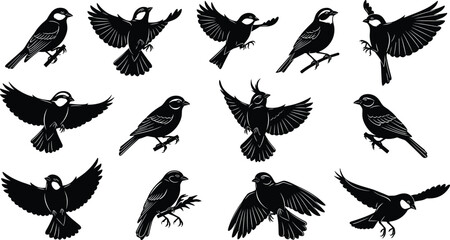 Collection of Fourteen Detailed Black Silhouettes Featuring Various Small Songbirds Flying and Perching for Nature Wildlife and Spring Season Graphic Design Projects © MdShahadot