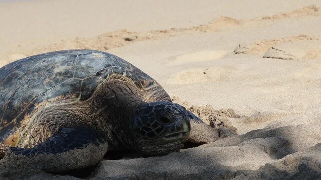 Green sea turtle coming ashore in Maui Hawaii