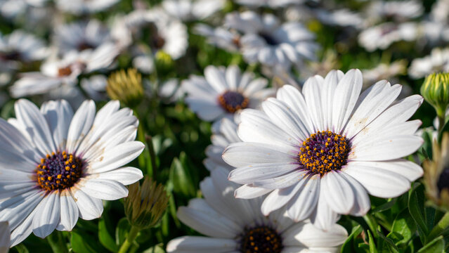 A vibrant close-up of white African daisies (Osteospermum) with striking purple and orange centers, beautifully illuminated by sunlight in a lush garden setting.