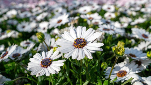 The cheerful "Cape Daisy" flowers (Dimorphotheca ecklonis) in full bloom, showcasing their crisp white petals and unique deep blue-purple centers in natural light.