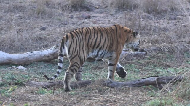 Tiger with cub (Panthera tigris) in Ranthambore National Park, Rajasthan in northern India.