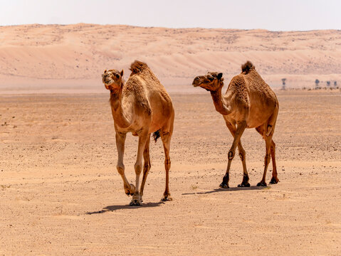 Two dromedaries (Camelus dromedarius) are walking through the desert. Photographed in the Sharqiya Desert.