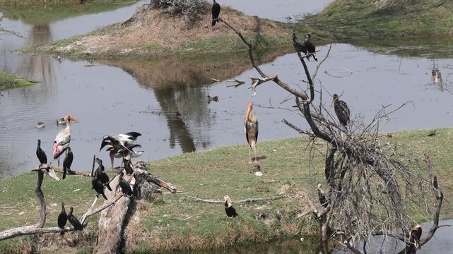 Birds at wetland in Keoladeo Ghana National Park, Bharatpur, Rajasthan, northern India.
