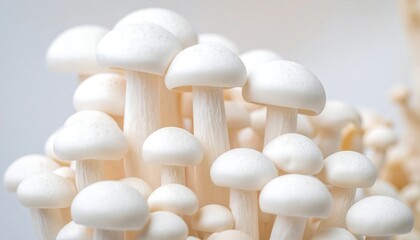 Close-up of a cluster of delicate white enoki mushrooms, showcasing their unique texture and shape.