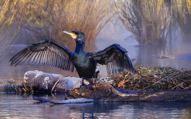 Kormoran trocknet sein Gefieder