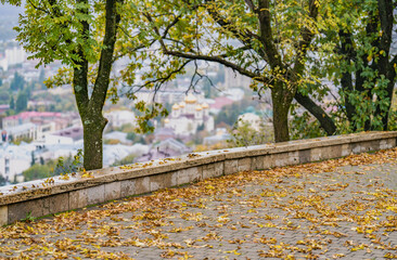 autumn leaves in the park