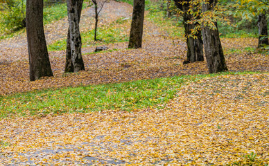 autumn leaves in the park