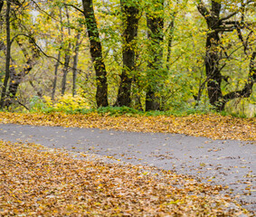 autumn leaves in the park