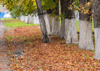autumn leaves in the park