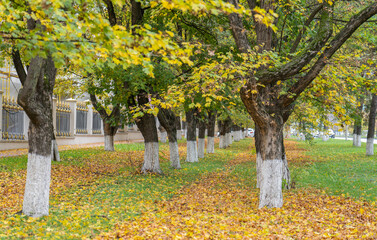 autumn leaves in the park