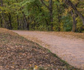 path in autumn forest