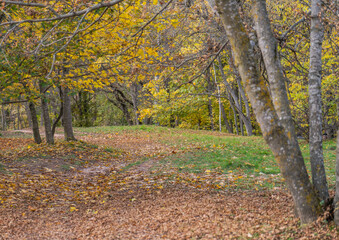 autumn trees in the park